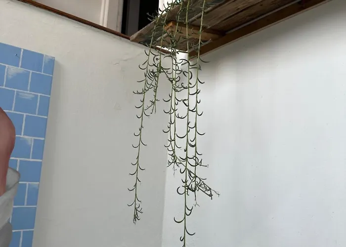 بيت شباب Agueita House *